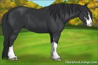 Horse Color:Black Sabino 