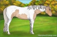 Horse Color:Silver Buckskin Roan Tobiano 