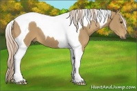 Horse Color:Palomino Tobiano 