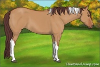 Horse Color:Chocolate Bay Dun Tobiano 