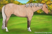 Horse Color:Silver Bay Roan 