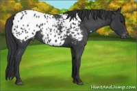 Horse Color:Blue Roan Appaloosa