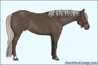 Horse Color:Silver Black Sabino
