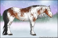 Horse Color:White Spotted Bay 