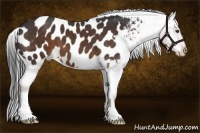 Horse Color:Liver Chestnut Frame Appaloosa