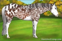 Horse Color:Bay Splash Appaloosa