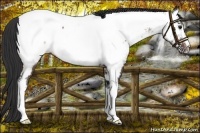Horse Color:White Spotted Brown Near Fewspot 