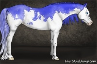 Horse Color:Watercolor Black Splash
