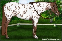 Horse Color:Red Roan Near Leopard 