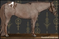 Horse Color:Liver Chestnut Frame Appaloosa 