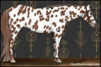 Horse Color:Chestnut Appaloosa 