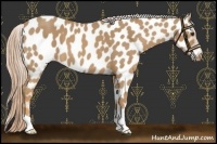 Horse Color:Palomino Roan Near Leopard