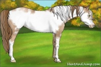 Horse Color:White Spotted Liver Chestnut Pearl Frame 