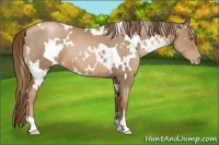 Horse Color:White Spotted Liver Chestnut Pearl 