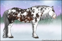 Horse Color:Brown Ice Sabino
