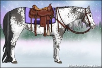 Horse Color:White Spotted Black 