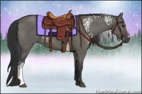 Horse Color:White Spotted Grullo 