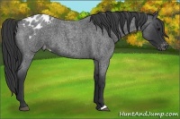 Horse Color:Blue Roan Appaloosa 