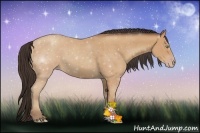 Horse Color:Amber Champagne 