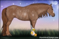 Horse Color:Chestnut Rabicano