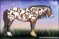 Horse Color:Bay Frame Appaloosa