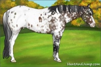 Horse Color:White Spotted Brown Sabino Appaloosa 