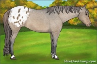 Horse Color:Brown Dun Appaloosa 