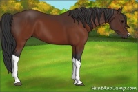 Horse Color:Brown 