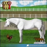 Horse Color:Brown Dun Appaloosa 