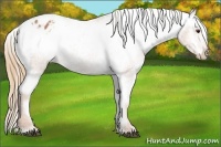 Horse Color:Chestnut Appaloosa