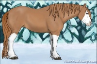 Horse Color:Chestnut Splash
