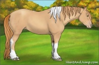 Horse Color:Gold Champagne Tobiano 