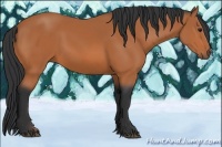 Horse Color:Bay Rabicano