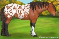 Horse Color:Bay Appaloosa