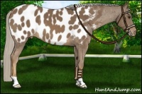 Horse Color:Chocolate Palomino Blanket 