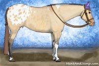 Horse Color:Bay Dun Tobiano Appaloosa 