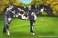 Horse Color:White Spotted Brown 