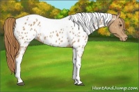 Horse Color:Red Roan Tobiano Appaloosa
