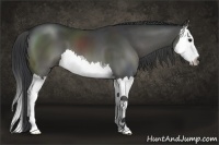 Horse Color:Black Splash 