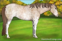 Horse Color:White Spotted Brown Pearl Rabicano