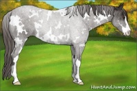 Horse Color:White Spotted Liver Chestnut Sabino 