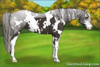 Horse Color:White Spotted Liver Chestnut Sabino 