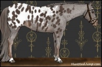 Horse Color:Liver Chestnut Near Leopard 