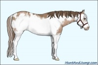 Horse Color:Black Pearl Splash Frame Appaloosa
