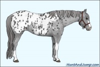 Horse Color:Black Appaloosa Rabicano 