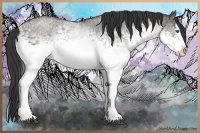 Horse Color:White Spotted Grullo Roan Splash