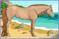 Horse Color:Gold Champagne