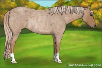 Horse Color:Palomino Roan Rabicano