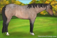 Horse Color:Buckskin Roan Rabicano
