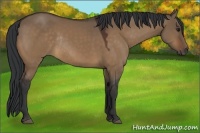 Horse Color:Brown Dun Rabicano 